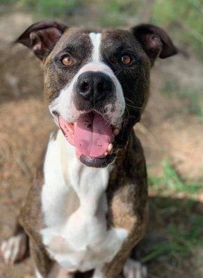 Gabriel, a long-term critical care patient under the guardianship of K9EI Rescue.   Gabe feels right at home in receiving the best care.