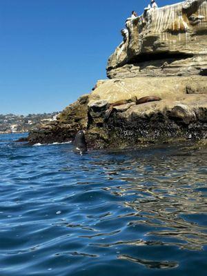 Sea lions!