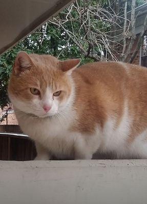 Jaspers the family Watch Cat waiting to give purrs and leg rubs.