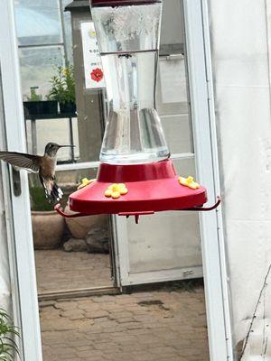 A female Rufus Hummingbird among at least 5 others.