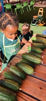 Big Cucumber Harvest!