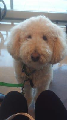 Duffy, one of the therapy dogs that come in to say hello to the patients.