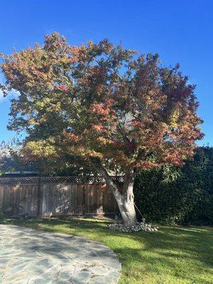 Japanese Maple After