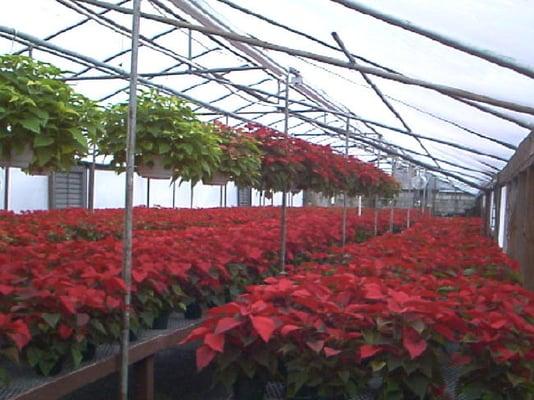 Growing Poinsettias