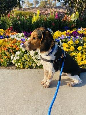 Charlie Rooney ( Beagle )  Southern Nevada Dog Trained