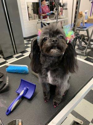 A photo that my groomer sent me of my happy girl enjoying her spa day at 100% Fancy Grooms