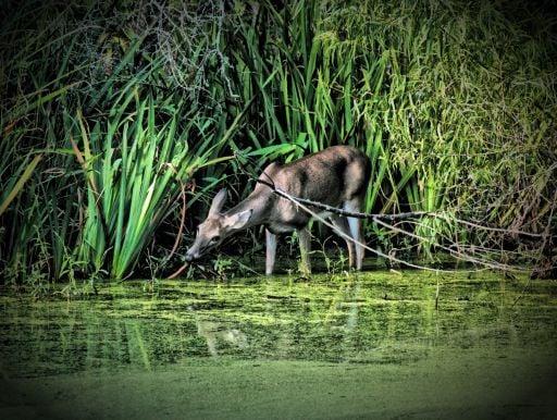 Oh Deer. At the Armand Bayou Nature Center.