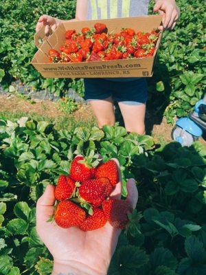 Fresh picked strawberries!