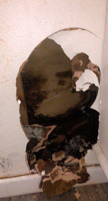 Mold inside the wall when the maintenance man knocked down the wall