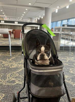 Little Jeannie awaiting her flight to Vegas, Baybay! AND What she does in Vegas...