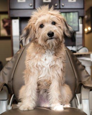 Our in-office therapy dog, Benny!