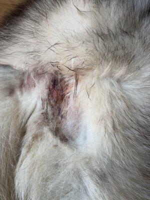 Abscess after it was taken care of