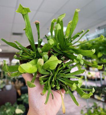 Carnivorous Sarracenia