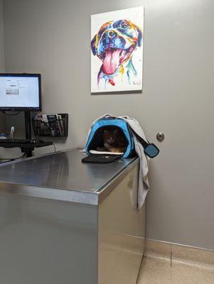 Veterinary exam room with metal table and computer with a cat inside a blue carrier