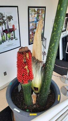 Corpse flower 2023