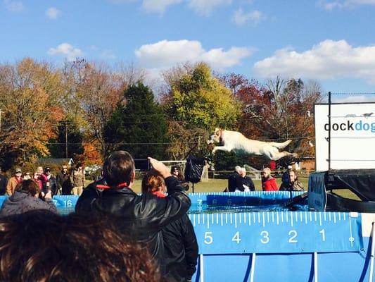 Dock Dogs at the Easton Waterfowl Festival 2014.