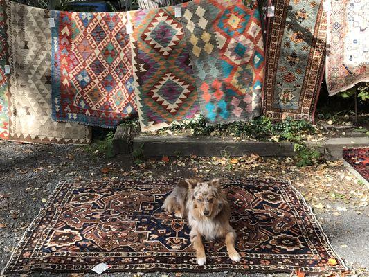 Augie on a rug in the sun.