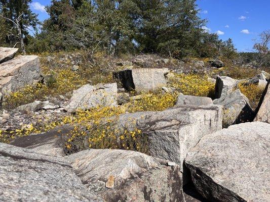 Cut stone and wild flowers