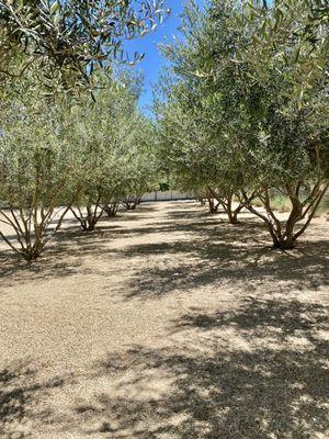 Olive trees!