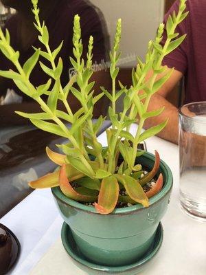 BEAUTIFUL PLANT WORK ON EACH TABLE