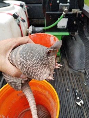 Armadillo removal.