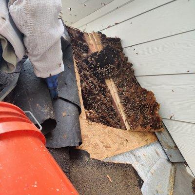 Live Bee Removal with Tyler Howard and Michael Chatterton removing bees from a one story roof system for this home in South Houston.