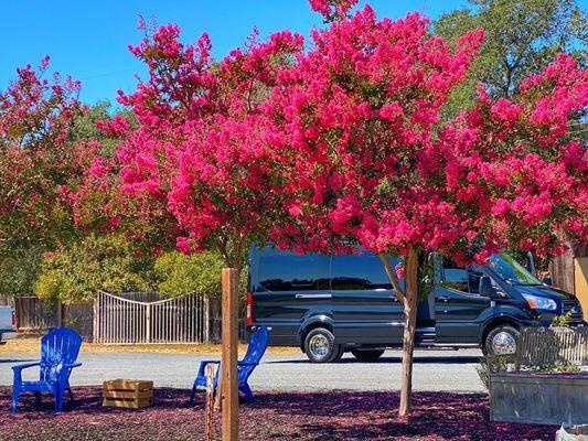 Our steed waiting for customers to return from this fabulous Russian River tasting experience in Sonoma County!