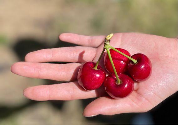 Beautiful cherries