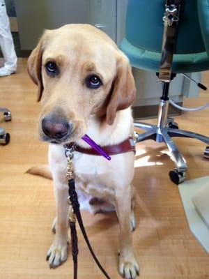 Our Guide Dog waits patiently . Dr. Haar and his assistants are always very understanding and kind!