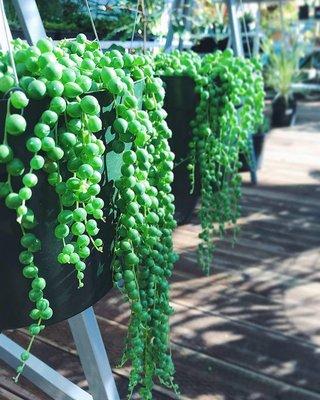 Celebrate November with a new string of pearls!