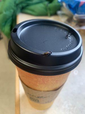 Fly in coffee