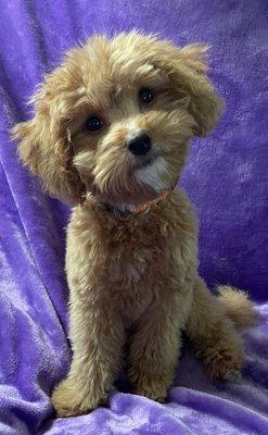 Happy, our cavapoo after his first groom! Great personality!