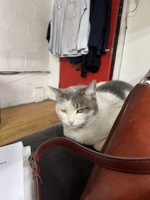 Paquito, the shop cat!