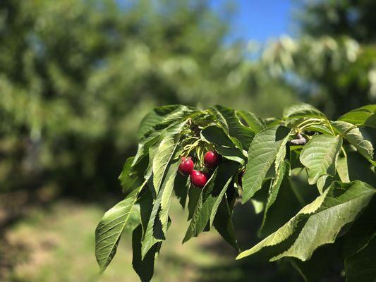 Even more cherries