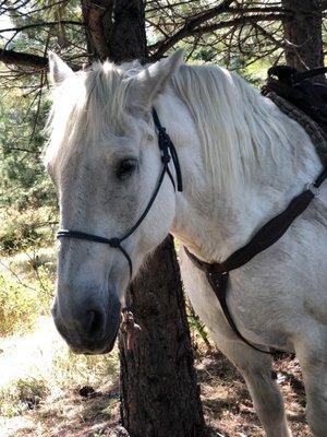 My daughter rode Sir William - he's a huge horse and looked like he belonged in a fairy tale with knights and maidens. She adored him.