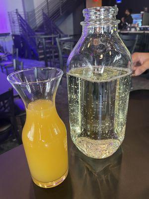 Mimosa pitcher