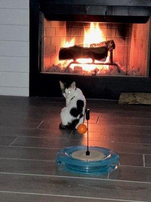 Amigo getting warm by the fire.