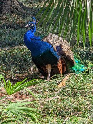 One of the many Peacock's