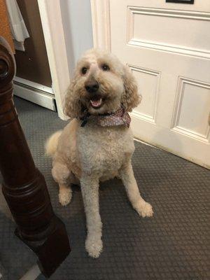 My 80lb goldendoodle's great haircut!