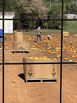 Pumpkin patch...pumpkins just taken from the cardboard boxes and put on the ground.