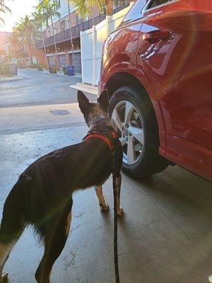 My dog leading me to the car because he wants to go to DOG Ft Lauderdale.