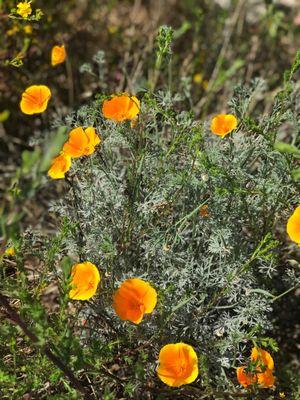 Wild flowers