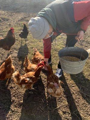 Feeding the chickens!