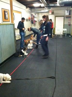 Dogs getting some great Stay practice during our Impulse Control class!