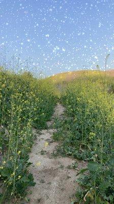 the little dirt trail to follow to get to the hidden hill