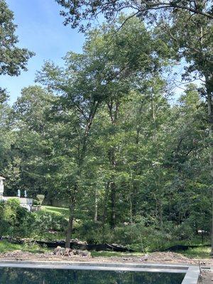 Removal of maple tree and broken hangers.