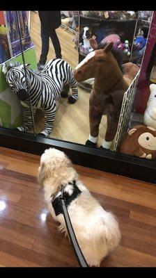 Making eye contact with Zebra!