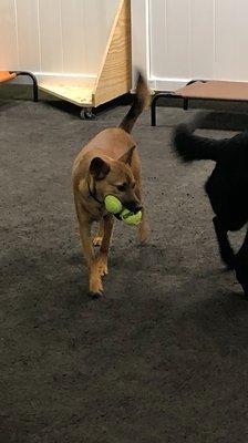 Good thing Camp Mutt has plenty of toys because Remy can be a ball hog.