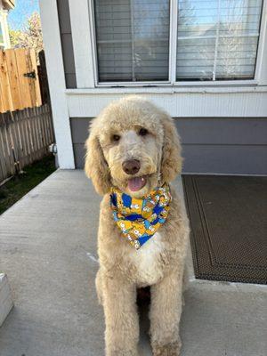 Standard poodle with teddy bear cut