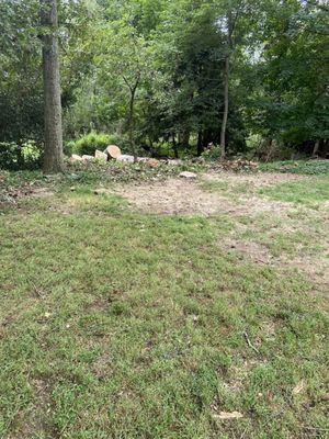 Spot where two fallen trees were removed.